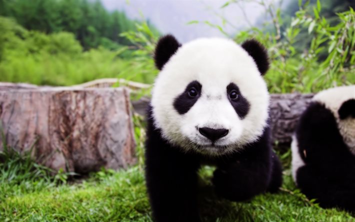 아, 일본, 귀여운 동물, bear, panda, 숲