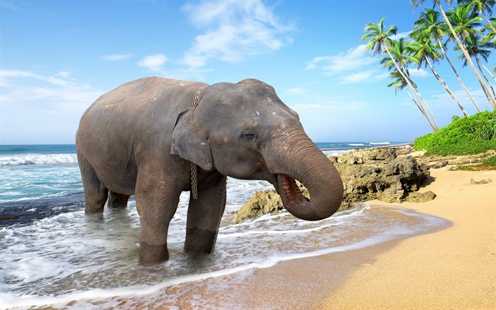 elefant, hav, palmer, strand, thailand, elefanter