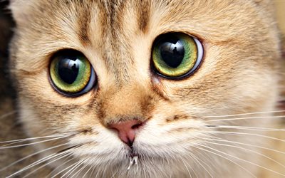 gatto, grandi occhi verdi, gatti, animali simpatici