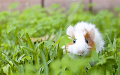 guinea pig, green grass, cute animals, guinea pigs