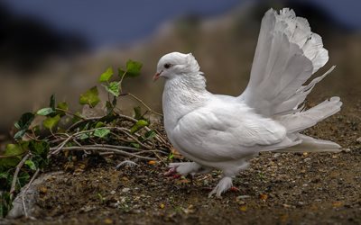 सफेद कबूतर, शांति के पक्षी, पक्षी, कबूतर