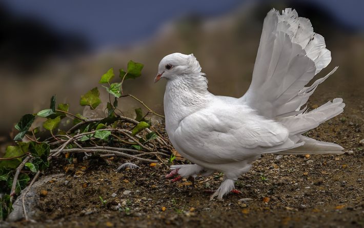 pomba branca, ave da paz, pássaros, pombas