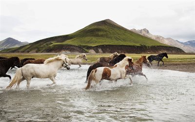 horses, herd, mountain, river, Scotland