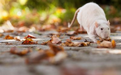 rat blanc, flou, feuilles, automne