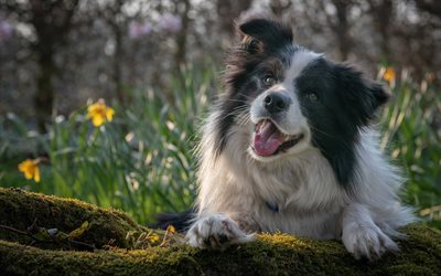 border collie, lindo perro, amable perro, simpáticos animales, blanco y negro perro, mascotas, perros