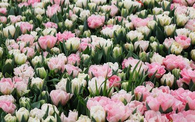 4k, vaaleanpunaiset tulppaanit, luonnonvaraiset kukat, valkoiset tulppaanit, kenttä tulppaanien kanssa, kevätkukat, tausta tulppaanien kanssa, alankomaat, tulppaanit