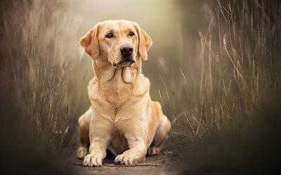 çimlerde labrador retriever, sevimli köpek, sevimli hayvanlar, köpekler, labrador, bej köpek, evcil hayvan, köpek