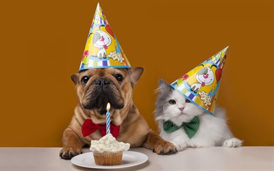katt och hund, födelsedag, fransk bulldog, grattis på födelsedagen, semester, födelsedagstårta, födelsedagskort, 1-års födelsedag, årsdag