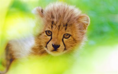 4k, cheetah cub, bokeh, wildlife, Africa, predators, cheetahs, Acinonyx jubatus, cheetah baby