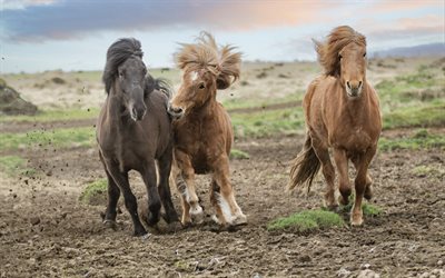 islanninhevoset, hevoslauma, juoksevat hevoset, ruskea hevonen, musta hevonen, kauniit eläimet, hevoset