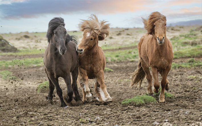 caballos islandeses, manada de caballos, caballos corriendo, caballo marrón, caballo negro, hermosos animales, caballos