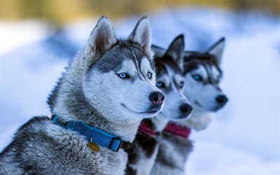 husky sibérien, chiens aux yeux bleus, animaux mignons, chiens, husky, hiver, neige