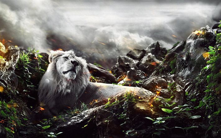 león, arte, 4k, rocas creativo, de la selva