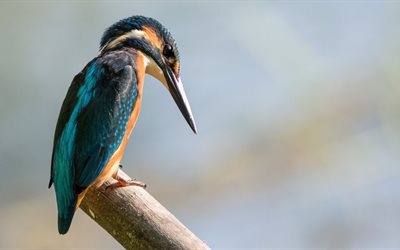 kingfisher, bird, birds