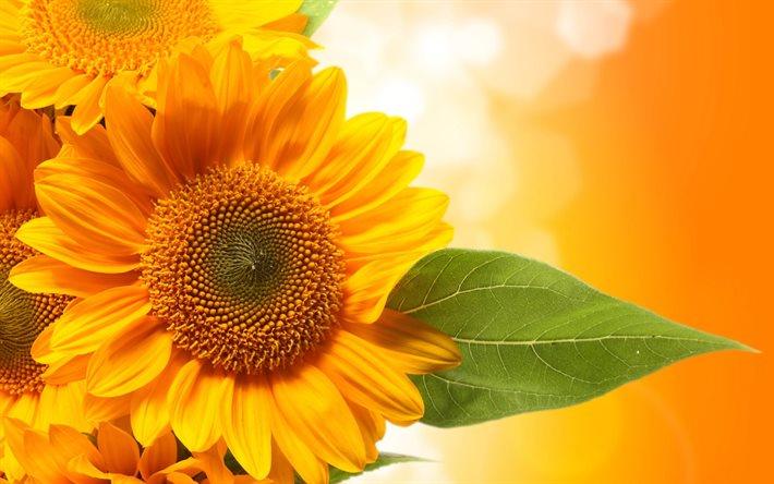 sunflowers, flowers, bright background