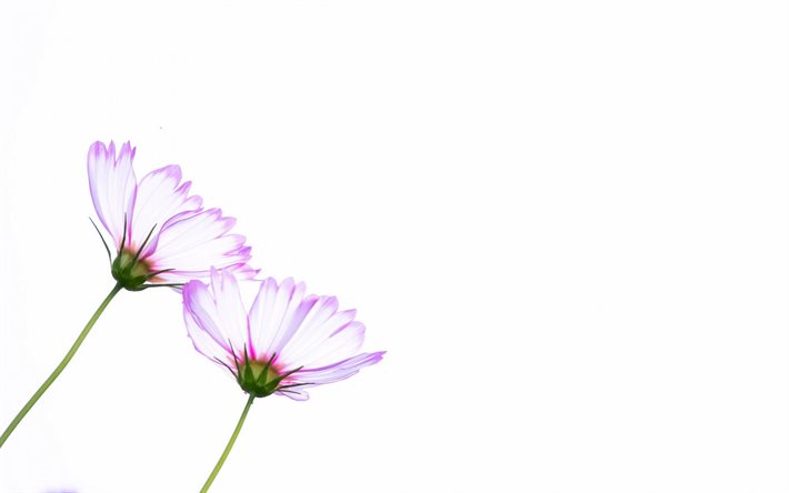 fundo branco, flores, minimalismo