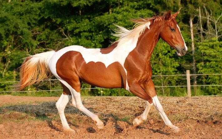 الحصان الأحمر, الخيول, عدو