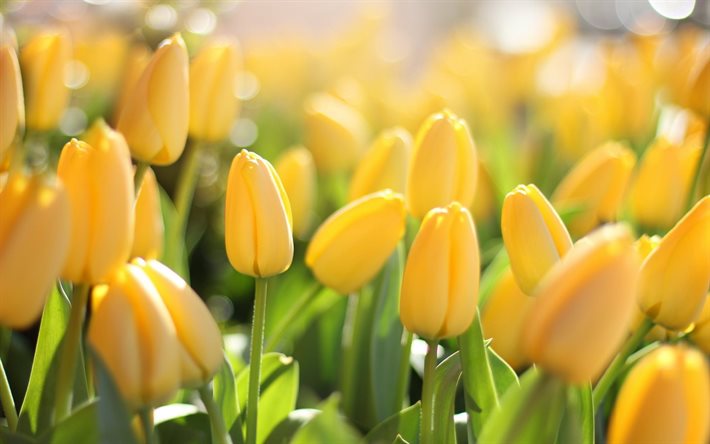 tulipes jaunes, champ, les bourgeons