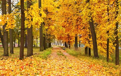 otoño, bosque, parque, pista de