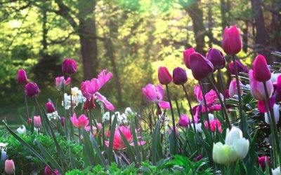 tulipas, clareira, parque, flores