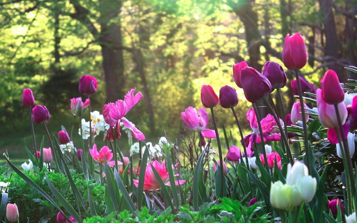 tulipani, radura, parco, fiori