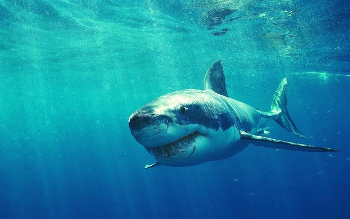 beyaz köpekbalığı, su altında, predator