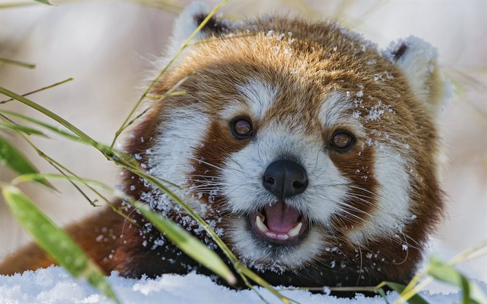 museau, panda rouge, neige