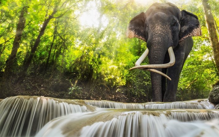 forest, waterfall, elephant, river