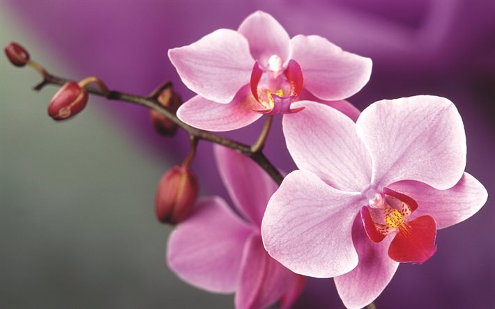 orchidée, phalaenopsis, macro, phalaenopsi