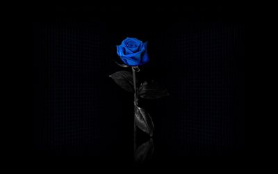 darkness, blue rose, minimalism