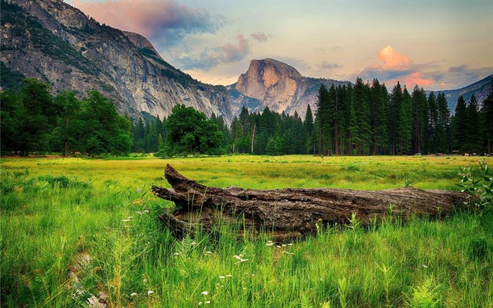 dağlar, çimen, log, ABD, yosemite Ulusal Parkı
