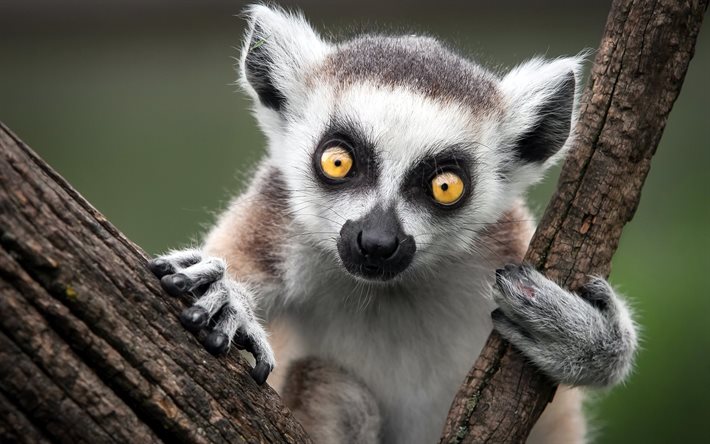 árbol, lemur, los ojos, el lemur