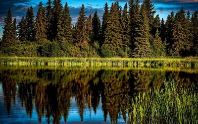 edmonton, canadá, reflexão, floresta, os juncos, verão, o lago