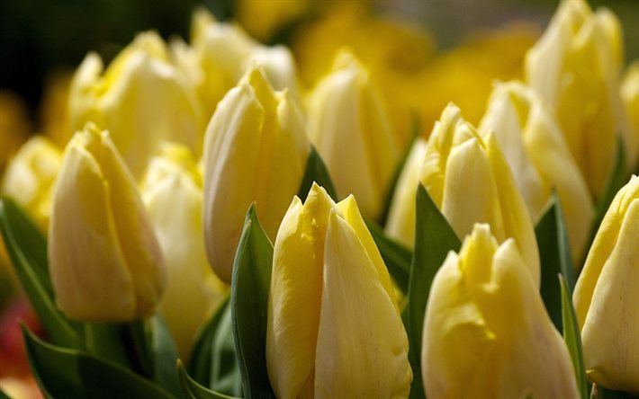 macro, bouquet, jaune, tulipes, fleurs