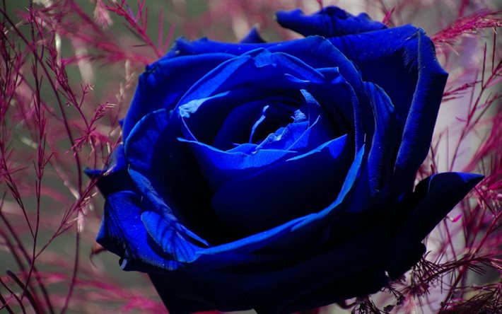 knopp, blomma, blå ros, makro