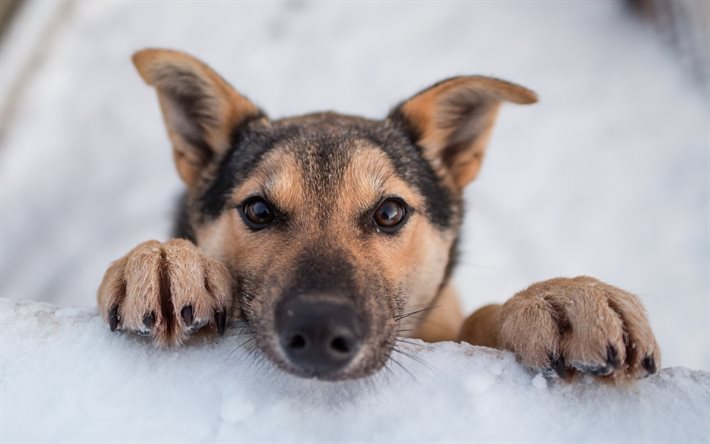 chien, neige, norvège, husky