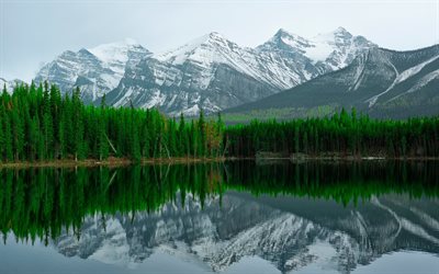bosque, lago herbert, banff, canadá, canadiense, herbert lago