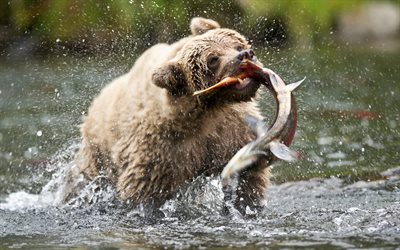 نهر, رذاذ, سمك السلمون, الصيد, الدب, ألاسكا