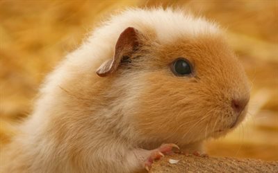 rodent, hamster