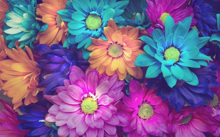 pétalos, flores de colores, flores