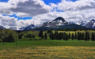 montana, glacier, national park, pastures, mountains, usa