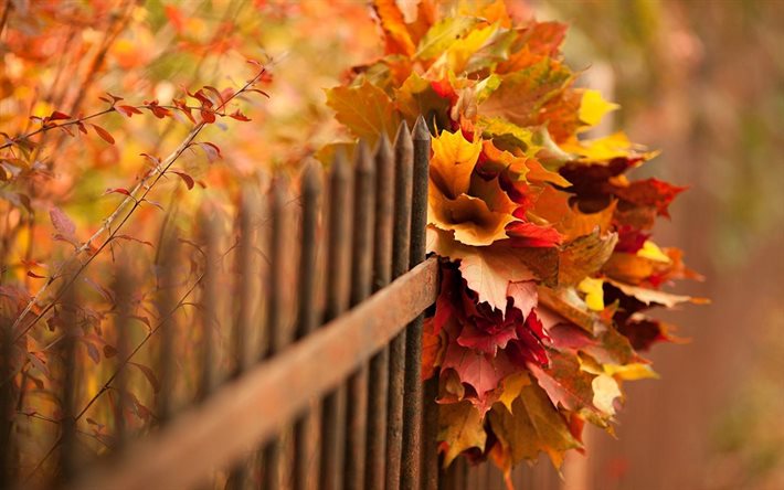autumn, yellowed casting, the fence