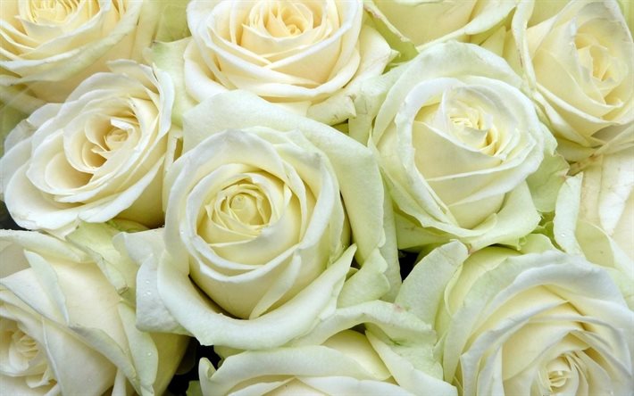 des fleurs, des roses blanches, bouquet