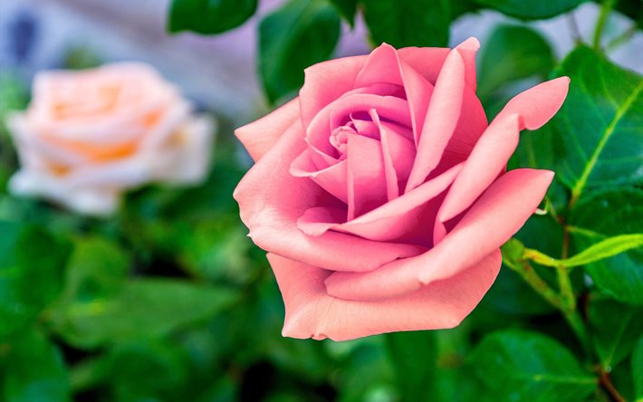 bush, pink rose, flower, bud