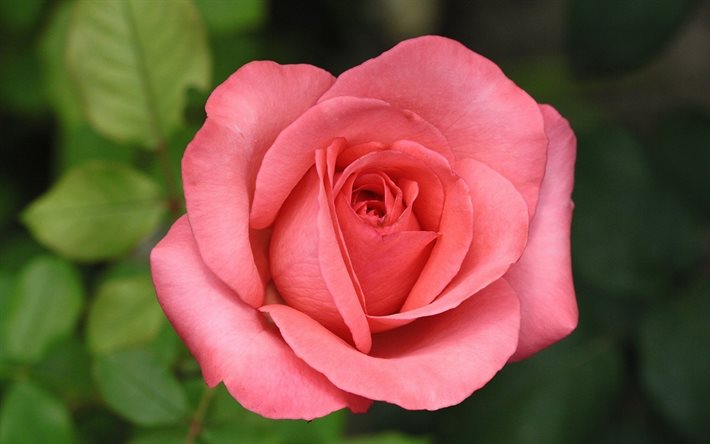 bud, flower, pink rose, macro
