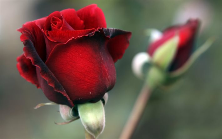 bud, rose rouge, fleur