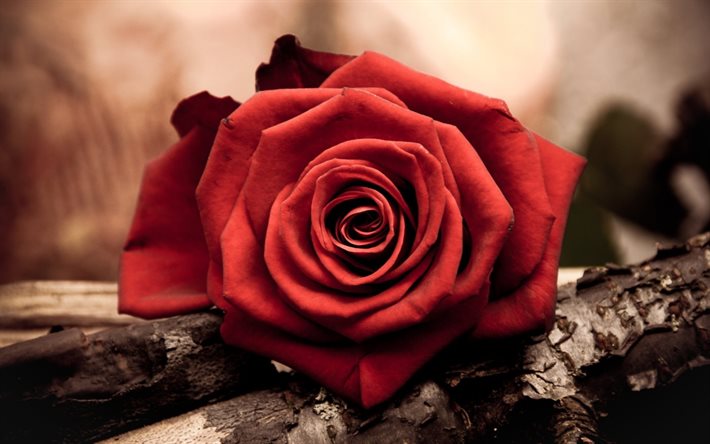 bud, retro, red rose, flowers