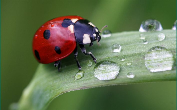 dew drops, ladybug, macro
