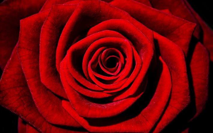 macro, red rose, flowers