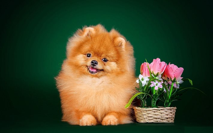 dogs, puppy, flowers, pomeranian